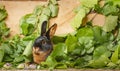 The Tan rabbit on a wooden background with graas and leaves