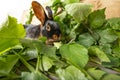 The Tan rabbit on a wooden background with graas and leaves