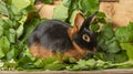 The Tan rabbit on a wooden background with graas and leaves