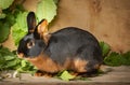 The Tan rabbit on a wooden background with graas and leaves