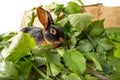 The Tan rabbit on a wooden background with graas and leaves