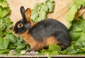 The Tan rabbit on a wooden background with graas and leaves