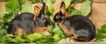 The Tan rabbits on a wooden background with graas and leaves