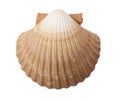 Tan Radial Sea Shell