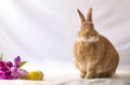 Tan and Rufus colored Easter bunny rabbit makes funny expressions against soft background and tulip flowers in vintage setting Royalty Free Stock Photo