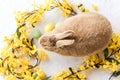 Tan and Rufus Easter bunny rabbit with yellow spring forsythia flowers on white textured floor, flat lay