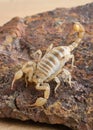 Tan scorpion crawling on a rock close up