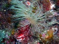 Tan Tube-dwelling Anemone Royalty Free Stock Photo