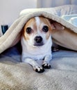 Tan and white Chihuahua under a blanket Royalty Free Stock Photo