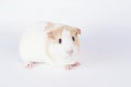 Tan and white Guinea pig Royalty Free Stock Photo