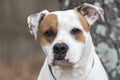 Boxer American Bulldog mix breed dog