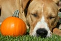Sleeping Pit Bull Terrier Dog with Pumpkin Royalty Free Stock Photo