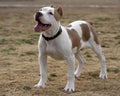 Tan and white Pitbull Portrait Royalty Free Stock Photo