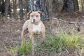 Tan and white rednose American Pitbull Terrier dog