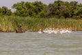 TANA, ETHIOPIA - APRIL 1, 2019: Local fisherman on a small boat and Great white pelicans (Pelecanus onocrotalus