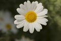 Tanacetum Cinerariifolium, Pyrethrum of Commerce, Facing the Cam