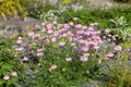 Tanacetum coccineum Painted Daisy