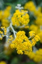 Tanacetum flowers