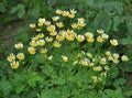 Tanacetum parthenium blooms in nature Royalty Free Stock Photo