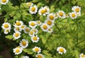 Tanacetum parthenium blooms in nature Royalty Free Stock Photo