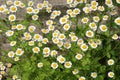 Tanacetum parthenium blooms in nature Royalty Free Stock Photo