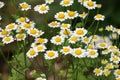 Tanacetum parthenium blooms in nature Royalty Free Stock Photo