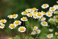 Tanacetum parthenium blooms in nature Royalty Free Stock Photo