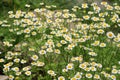 Tanacetum parthenium blooms in nature Royalty Free Stock Photo