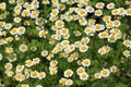 Tanacetum parthenium blooms in nature Royalty Free Stock Photo