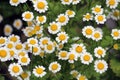 Tanacetum parthenium blooms in nature Royalty Free Stock Photo