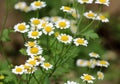 Tanacetum parthenium blooms in nature Royalty Free Stock Photo