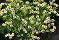 Tanacetum parthenium blooms in nature Royalty Free Stock Photo