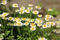 Tanacetum parthenium blooms in nature Royalty Free Stock Photo