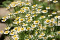Tanacetum parthenium blooms in nature Royalty Free Stock Photo