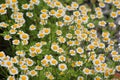 Tanacetum parthenium blooms in nature Royalty Free Stock Photo