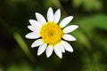 Tanacetum parthenium, feverfew flower