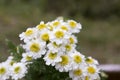 Tanacetum parthenium wild flower in bloom