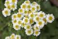 Tanacetum parthenium wild flower in bloom