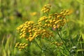 Tanacetum vulgare. Tansy on a sunny summer day