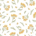 Tanacetum on a white Background. Seamless pattern with flowers of tansy. Botanical hand drawn illustration