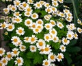 white small flowers with a yellow center similar to daisies Royalty Free Stock Photo