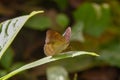 Tanaecia pelea, the Malay viscount, is a species of butterfly of the family Nymphalidae.