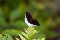 Tanaecia pelea, the Malay viscount, is a species of butterfly of the family Nymphalidae.
