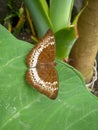 Tanaecia pelea is a beautiful species of butterfly in the Nymphalidae family.