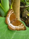 Tanaecia pelea is a beautiful species of butterfly in the Nymphalidae family.