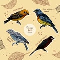 Tanager birds collection, hand draw sketch vector