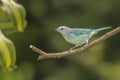 Tanager Blue-gray