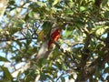 Orange bird Flame-colored Tanager, Piranga bidentata, Costa Rica Royalty Free Stock Photo