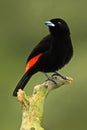 Tanager from tropic forest. Black and red song bird. Scarlet-rumped Tanager, Ramphocelus passerinii, exotic tropic red and black Royalty Free Stock Photo