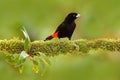 Tanager from tropic forest. Black and red song bird. Scarlet-rumped Tanager, Ramphocelus passerinii, exotic tropic red and black s Royalty Free Stock Photo